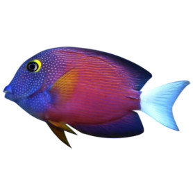 Ctenochaetus flavicauda - L