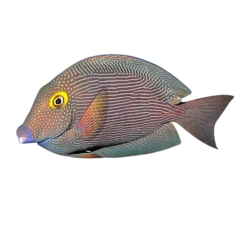 Ctenochaetus strigosus - L