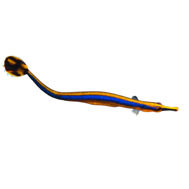 Doryrhamphus excisus - L