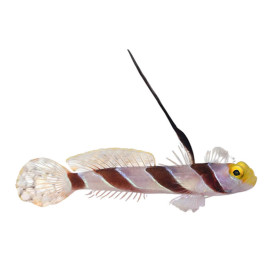 Stonogobius nematodes