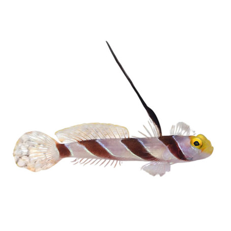 Stonogobius nematodes