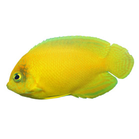 Centropyge Heraldi - 6-8 cm