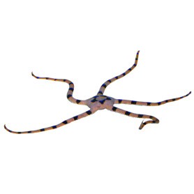 Ophiolepsis superba