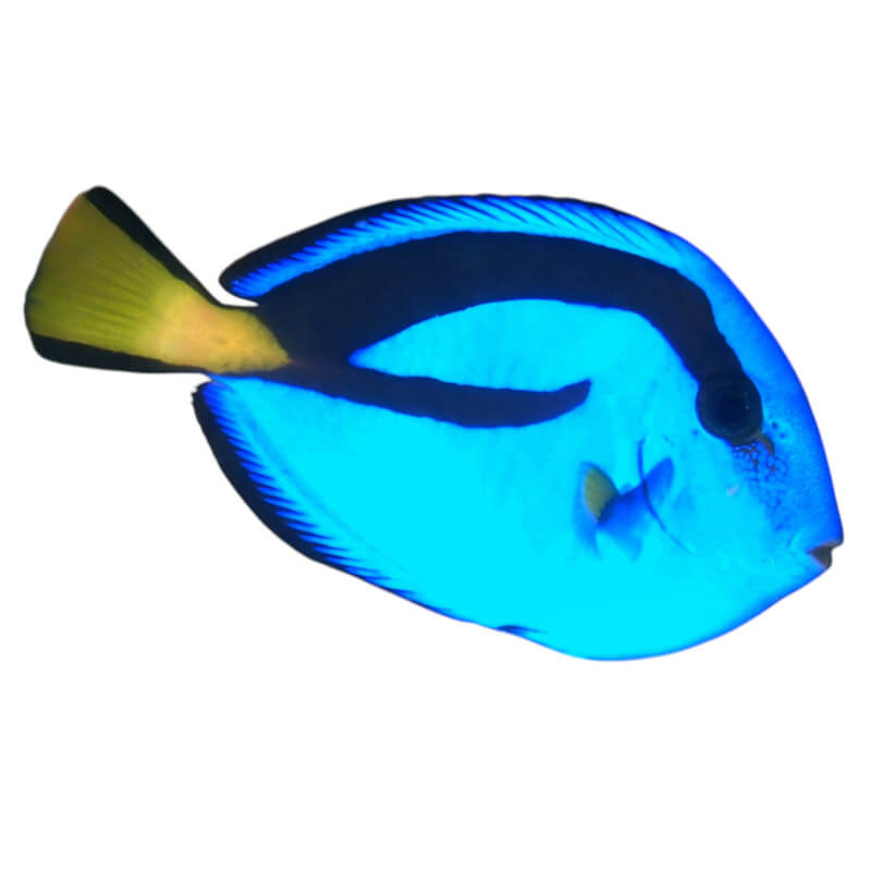Paracanthus hepatus - 4-6 cm