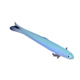 Ptereleotris Heteropterus