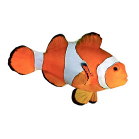Amphiprion ocellaris - élevage France (ACDP) - 3/4 cm