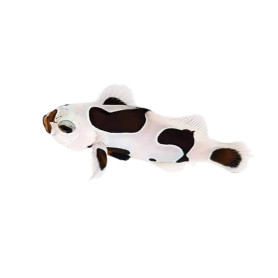 Amphiprion Black Storm - élevage FR (ACDP) - 3-4 cm