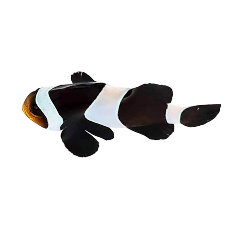 Amphiprion darwini - élevage France (ACDP) - 3-4 cm