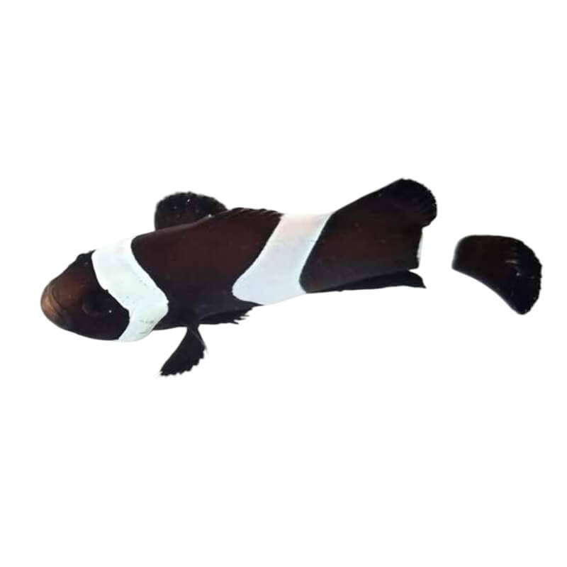 Amphiprion ocellaris full black - élevage France (ACDP) - 3/4cm