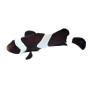 Amphiprion ocellaris full black - élevage France (ACDP) - 3/4cm