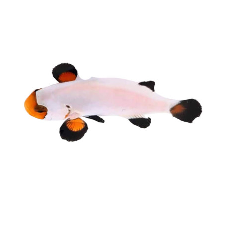 Amphiprion ocellaris white - élevage FR (ACDP) - 3-4cm