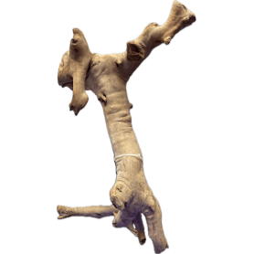 Racine Vigne Rare Rouge - Taille M