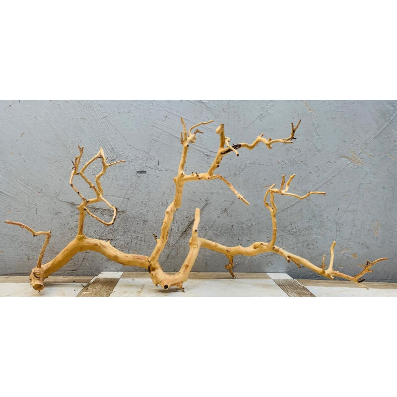 Racine tonnerre (Sanda wood) - L