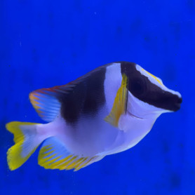 Siganus Magnificus - 8-12 cm