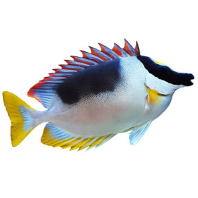 Siganus Magnificus - 8-12 cm