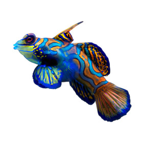 Synchiropus splendidus - élevage FR (ACDP) - S