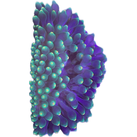 Entacmaea Quadricolor - Verte Pointes Oranges