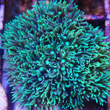 Pachycalvularia sp - var. 1 - taille M