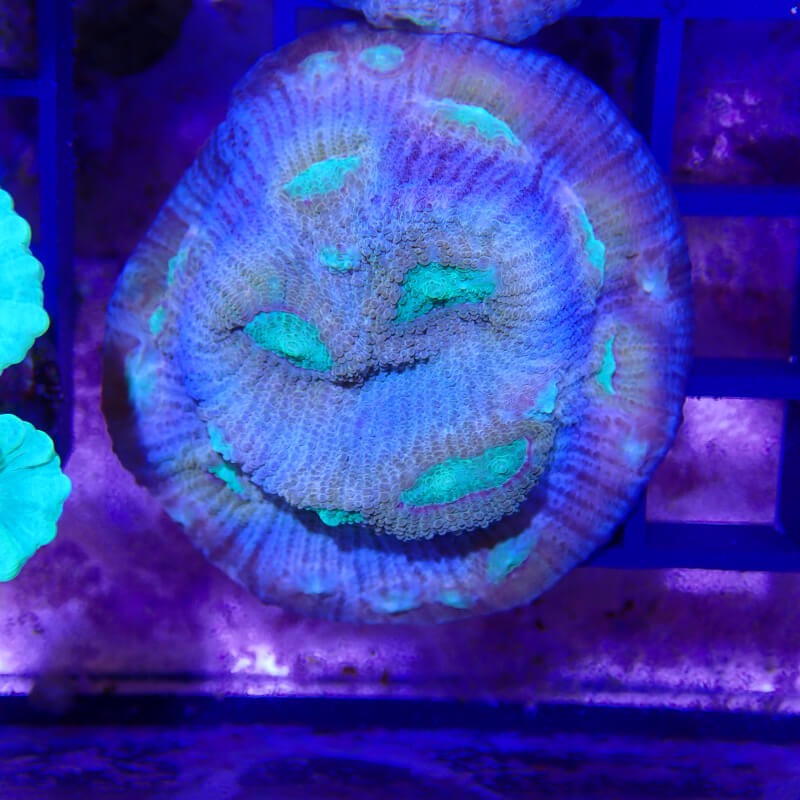 SAME - EMA - Mycedium elephantosus 'rainbow gold'