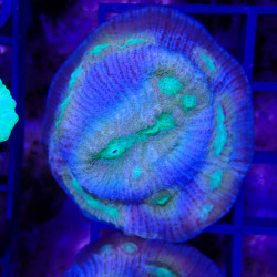 SAME - EMA - Mycedium elephantosus 'rainbow gold'