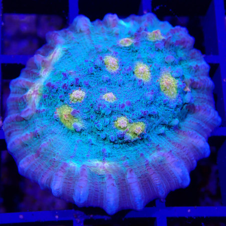 SAME - EMA - Echonophyllia 'golden boy'