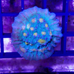 SAME - EMA - Echonophyllia 'golden boy'