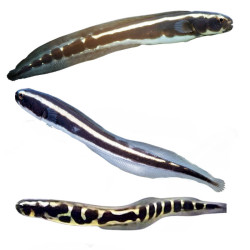 Pholidichthys leucotaenia - juvénile