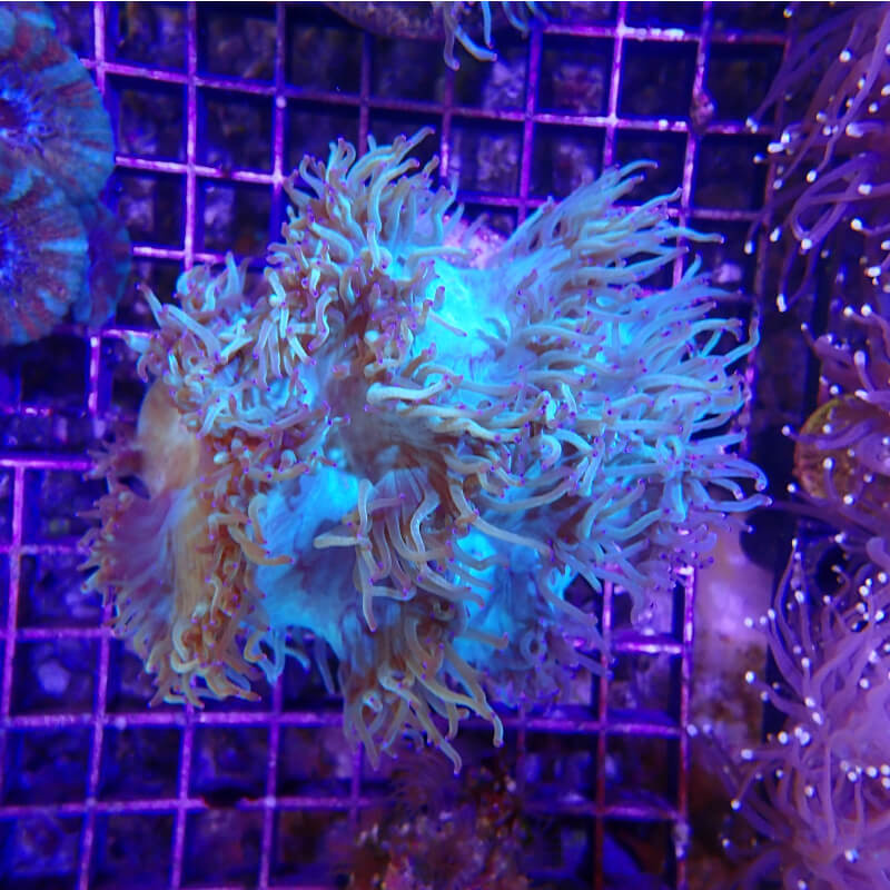 Catalaphyllia jardinei - vert pointes violettes -