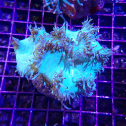 wysiwyg - Catalaphyllia jardinei - vert pointes violettes - CATA03