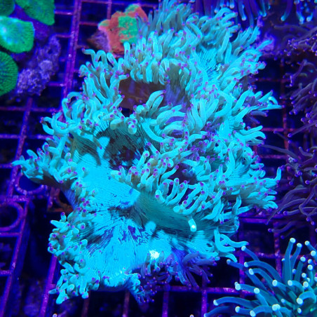 WYSIWYG - Catalaphyllia jardinei - CATA04