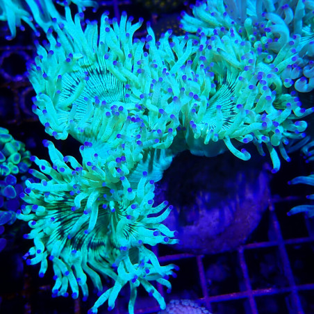 WYSIWYG - Catalaphyllia jardinei - CATA05