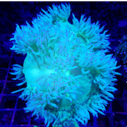 WYSIWYG - Catalaphyllia jardinei - CATA06