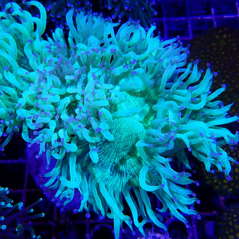 WYSIWYG - Catalaphyllia jardinei - CATA07