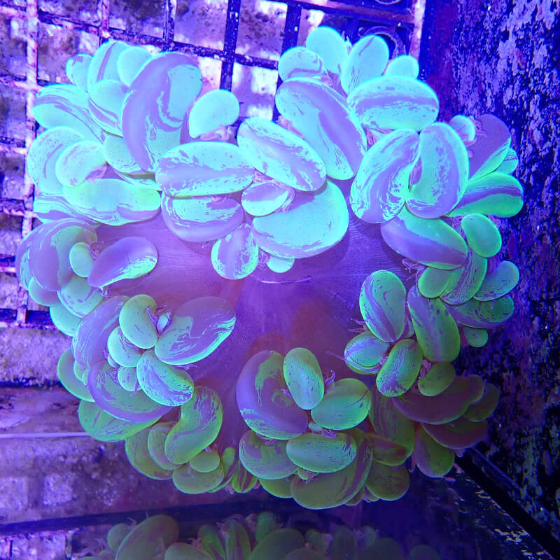 WYSIWYG - plerogyra sinuosa - PLERO01