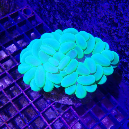 WYSIWYG - plerogyra sinuosa - PLERO02