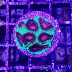 SAME - EMA - Favia sp - christmas - ultra