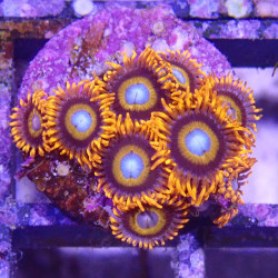 SIMILAR - Zoanthus 'tequila sunrise' - Elevage MA - 4-6 polypes
