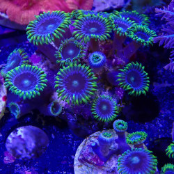 SIMILAR - Zoanthus - 'Blue Pop' - élevage MA - 4/6 polypes