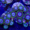 SIMILAR - Zoanthus 'blue pop reverse' - Elevage MA - 4-6 polypes