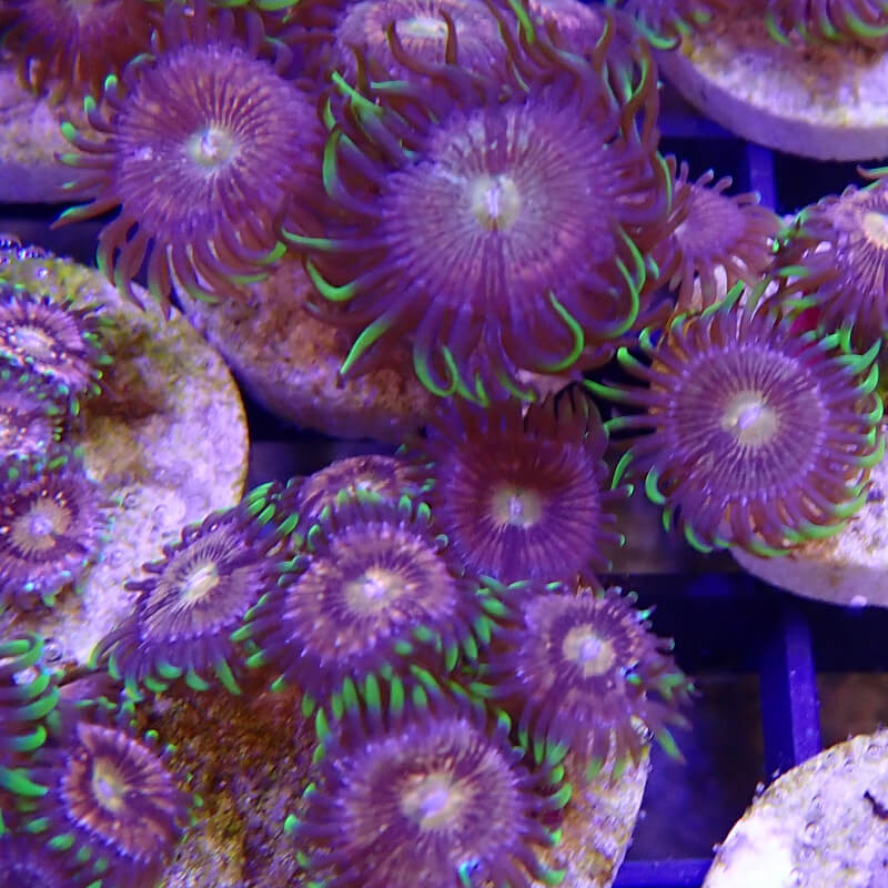 SIMILAR - Zoanthus 'nirvana' - Elevage MA - 4-6 polypes