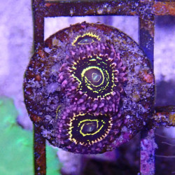 SIMILAR - Zoanthus 'stratosphere' - Elevage MA - 2-3 polypes