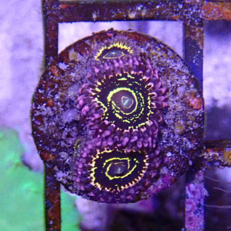 SIMILAR - Zoanthus 'stratosphere' - Elevage MA - 2-3 polypes