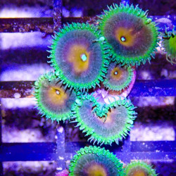 SIMILAR - Palythoa 'captain america' - Elevage MA - 4-6 polypes