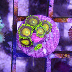 SIMILAR - Zoanthus 'scrambled egg' - Elevage MA - 4-6 polypes