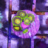 SIMILAR - Zoanthus 'scrambled egg' - Elevage MA - 4-6 polypes