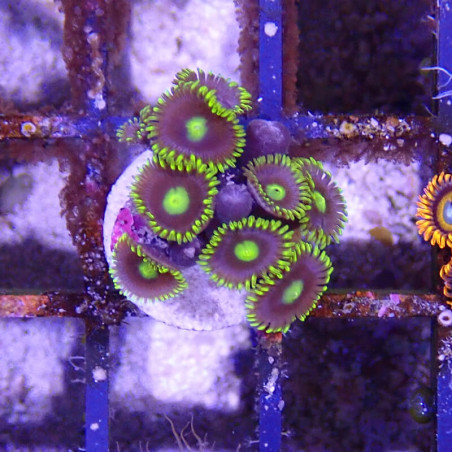 SIMILAR - Zoanthus 'blue daisy' - Elevage MA - 4-6 polypes