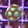 SIMILAR - Zoanthus 'gorilla nipples' - Elevage MA - 4-6 polypes