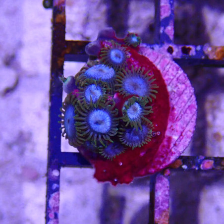 SIMILAR - Zoanthus 'mind chocolat' - Elevage MA - 4-6 polypes