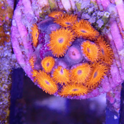 SIMILAR - Zoanthus 'kedd red' - Elevage MA - 4-6 polypes