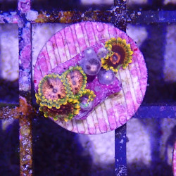 SIMILAR - Zoanthus 'mind trick' - Elevage MA - 3-6 polypes